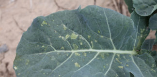 Tantniś krzyżowiaczek – znany szkodnik, nowy problem