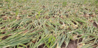 Cebula z rozsady na świeży rynek- FILM