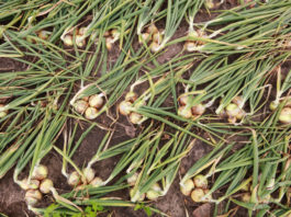 Cebula uprawiana z rozsady