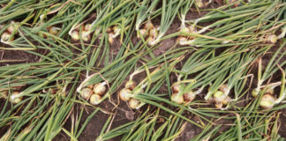 Cebula uprawiana z rozsady