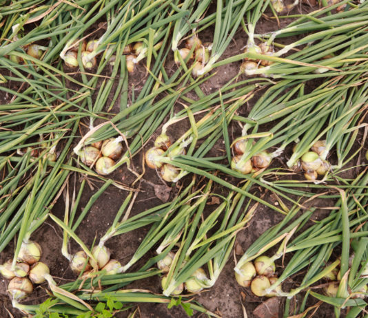 Cebula uprawiana z rozsady