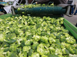 Brokuły – uprawa i różyczkowanie