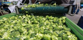 Brokuły – uprawa i różyczkowanie