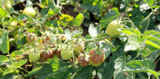 Komunikat warzywniczy Bayer 1 sierpnia 2016