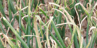 Cebula – aktualny stan plantacji