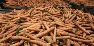 Światowy rynek warzyw