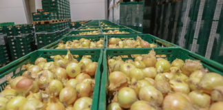 Chiny liderem w eksporcie cebuli