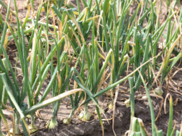 Ochrona cebuli na konferencji w Ciechocinku