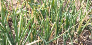 Ochrona cebuli na konferencji w Ciechocinku
