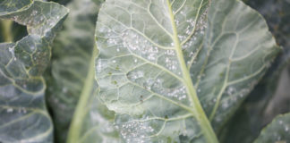 Szkodniki warzyw uciążliwe w sezonie 2016