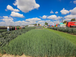 Jakość Bejo – to warto zobaczyć