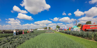 Jakość Bejo – to warto zobaczyć