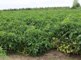 W pomidorowym Zrzeszeniu