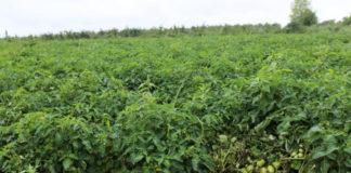 W pomidorowym Zrzeszeniu