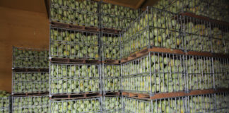 Wpływ nawożenia dolistnego na jakość warzyw po przechowaniu