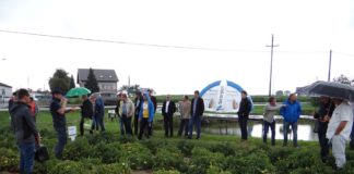 O pomidorach gruntowych na Kujawach