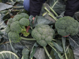 „Z reguły stawiamy na brokuły”