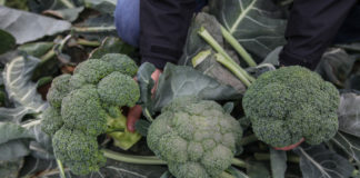 „Z reguły stawiamy na brokuły”