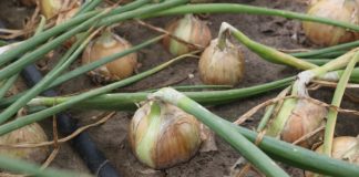 Cebule z nawadnianiem kropelkowym i fertygacją cz. II