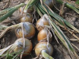 Odmiany cebuli w tym sezonie – FILM