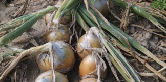Odmiany cebuli w tym sezonie – FILM