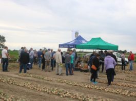 Dobór odmian i ochrona cebuli ważne dla efektów produkcyjnych