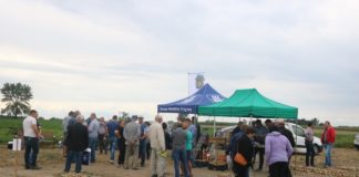 Dobór odmian i ochrona cebuli ważne dla efektów produkcyjnych