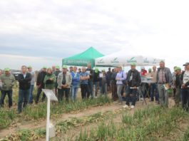 Cebule z nawadnianiem kropelkowym i fertygacją cz. I