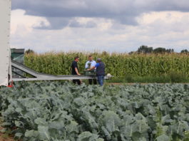 Ochrona kalafiorów i brokułów na świeży rynek