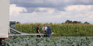 Ochrona kalafiorów i brokułów na świeży rynek