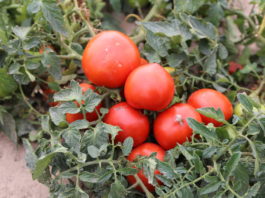 Pomidory dla przemysłu – ochrona i nawożenie
