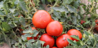 Pomidory dla przemysłu – ochrona i nawożenie
