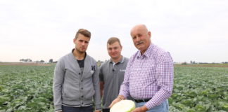 Technologia produkcji kapusty do kwaszenia na piątkę