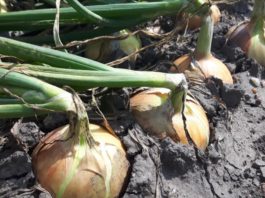 Nawożenie pozakorzeniowe cebuli w ostatnim okresie wzrostu