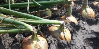 Nawożenie pozakorzeniowe cebuli w ostatnim okresie wzrostu