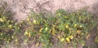 Na plantacja pomidora – początek sierpnia