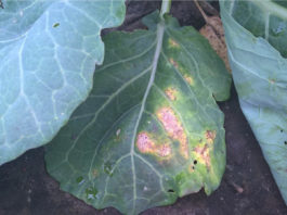 Fungicydowa ochrona kapusty, cz. 1