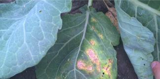 Fungicydowa ochrona kapusty, cz. 1