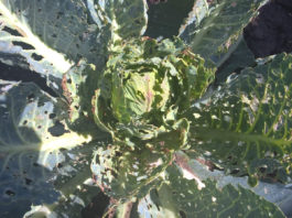 Czas na ochronę kapusty szkodniki warzyw kapustnych