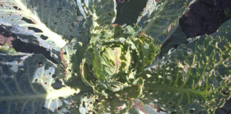 Tantniś krzyżowiaczek i inne szkodniki warzyw kapustnych (komunikat warzywniczy 30 maj 2022) szkodniki warzyw kapustnych