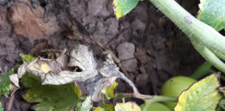 Zaraza ziemniaka na pomidorach – nie ma czym zwalczać (komunikat warzywniczy 3 lipiec 2022)