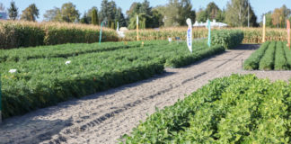 Ochrona warzyw zakończona sukcesem – FILM