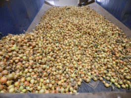 Mniejszy import cebuli w Rosji