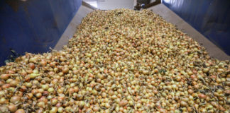 Mniejszy import cebuli w Rosji