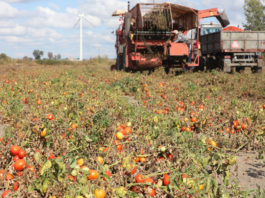 Pomidory przemysłowe w sezonie 2016. Czy jest kryzys?