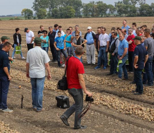 Odmiany cebuli w projekcie Onion Leader 2016 – Foto
