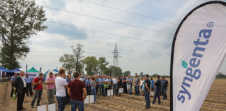 Odmiany cebuli w sezonie 2016