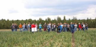 Razem możemy więcej, czyli cebula w ON-ZIN, czy. II
