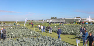 Nowe odmiany warzyw i koncepcje ich uprawy w Holandii