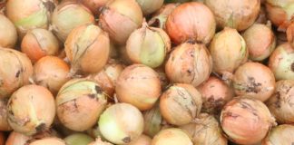 Holenderska cebula skończy się nim nadejdzie wiosna cebula holenderska | warzywapolowe